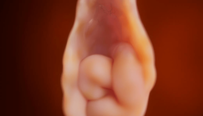 PRUNUS PERSICA | Výstava v Pálffyho paláci